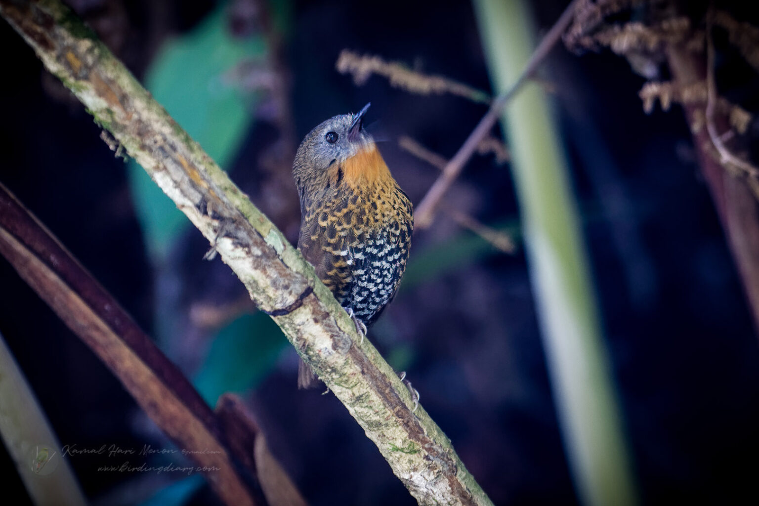 Rufous-throated Wren-Babbler (Spelaeornis caudatus)01 (8)