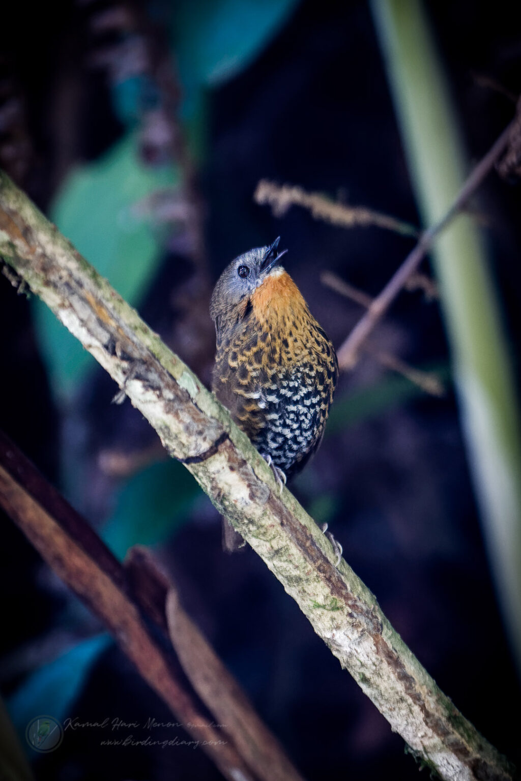 Rufous-throated Wren-Babbler (Spelaeornis caudatus)01 (9)