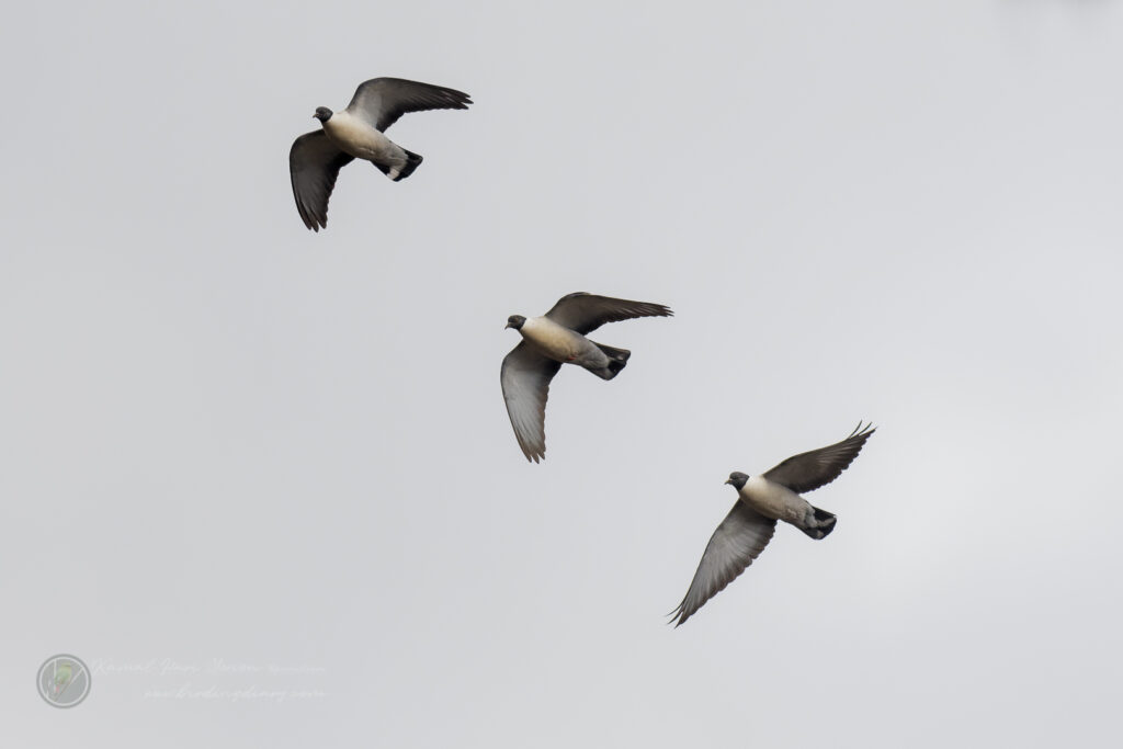 Snow Pigeon (Columba leuconota) (1)