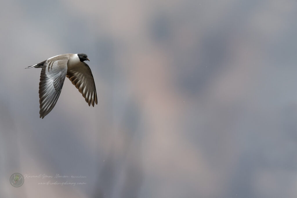 Snow Pigeon (Columba leuconota) (3)