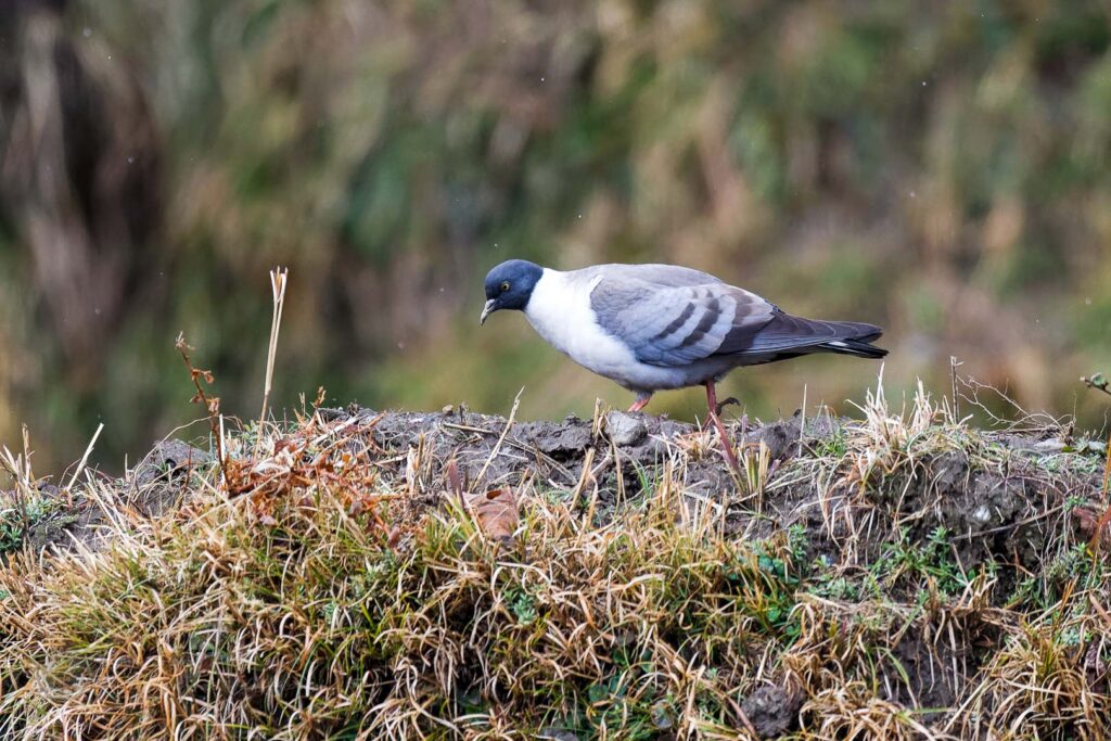 Snow Pigeon (Columba leuconota) (7)