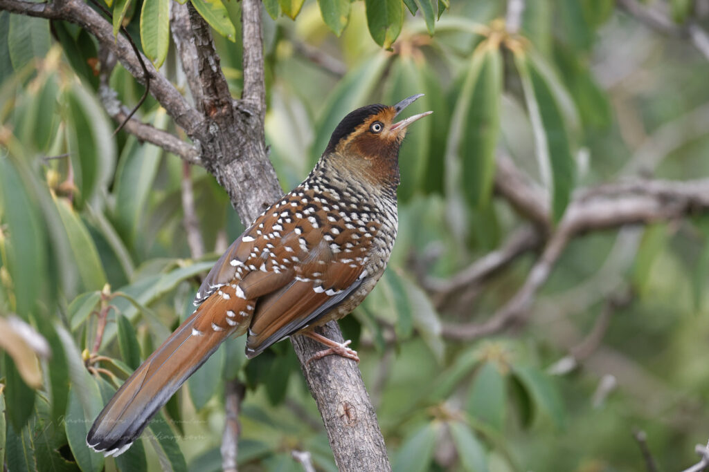 Spotted Laughingthrush (Garrulax ocellatus) (1)