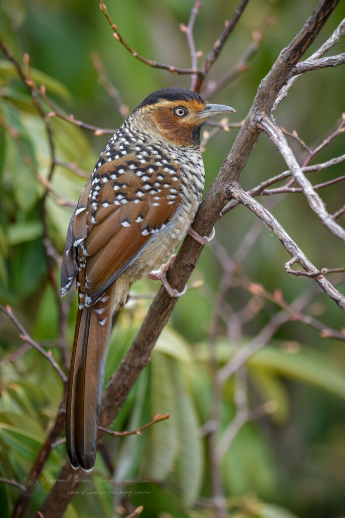 Spotted Laughingthrush (Garrulax ocellatus) (2)