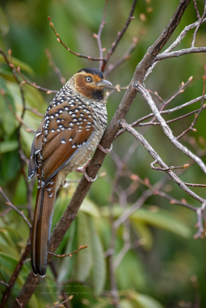 Spotted Laughingthrush (Garrulax ocellatus) (3)