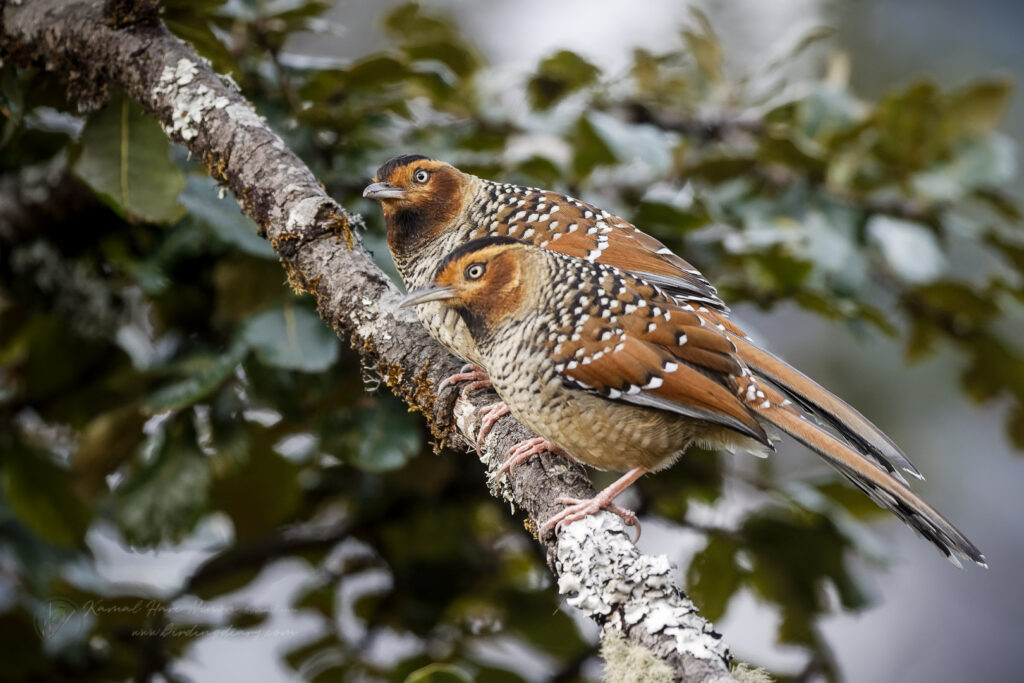 Spotted Laughingthrush (Garrulax ocellatus) (4)