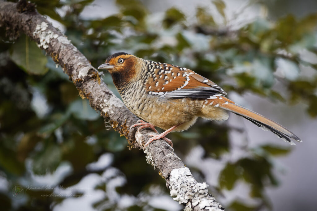 Spotted Laughingthrush (Garrulax ocellatus) (5)