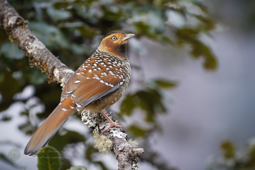 Spotted Laughingthrush (Garrulax ocellatus) (6)