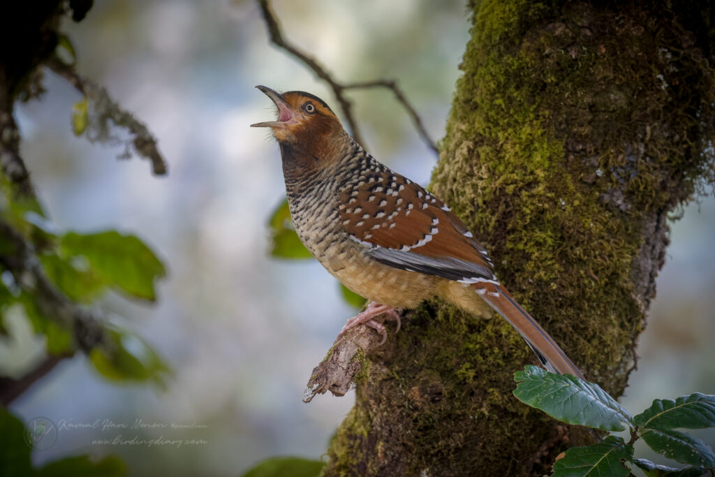 Spotted Laughingthrush (Garrulax ocellatus) (7)