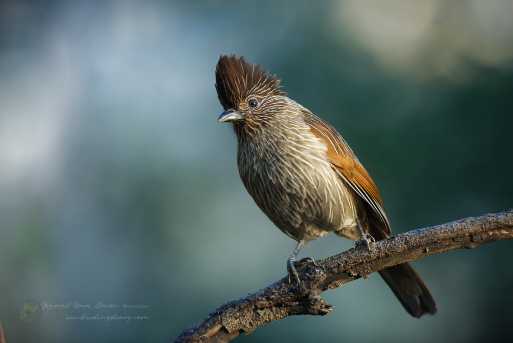 Striated Laughingthrush (Grammatoptila striata) (1)