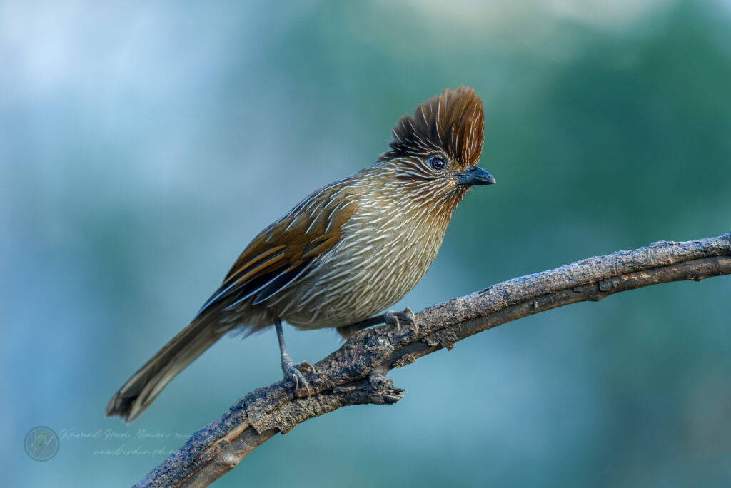 Striated Laughingthrush (Grammatoptila striata) (2)