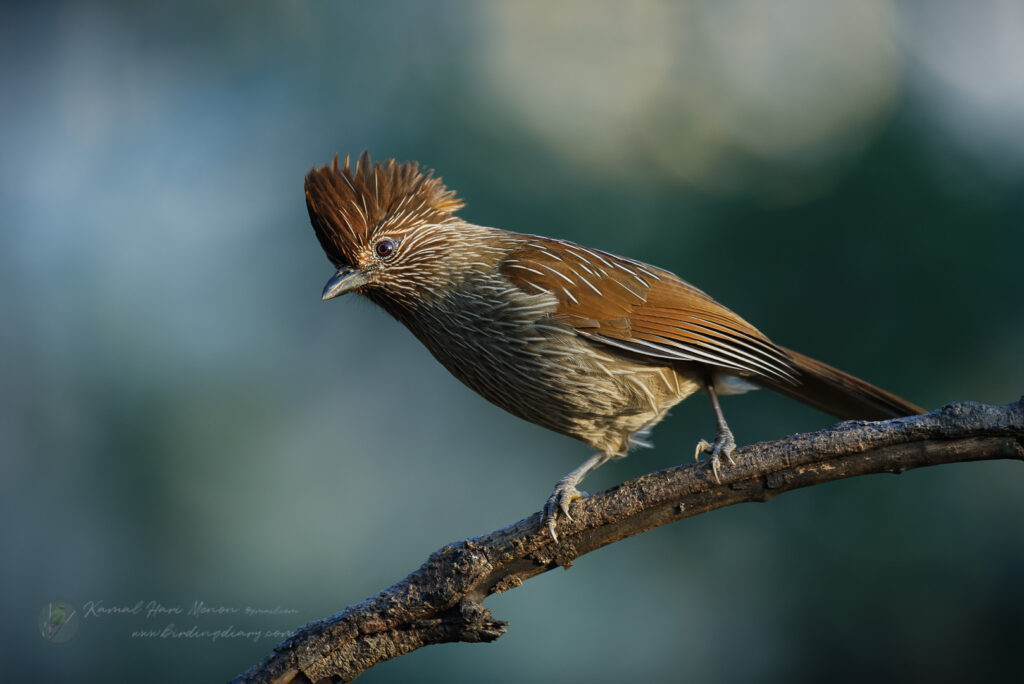 Striated Laughingthrush (Grammatoptila striata) (3)