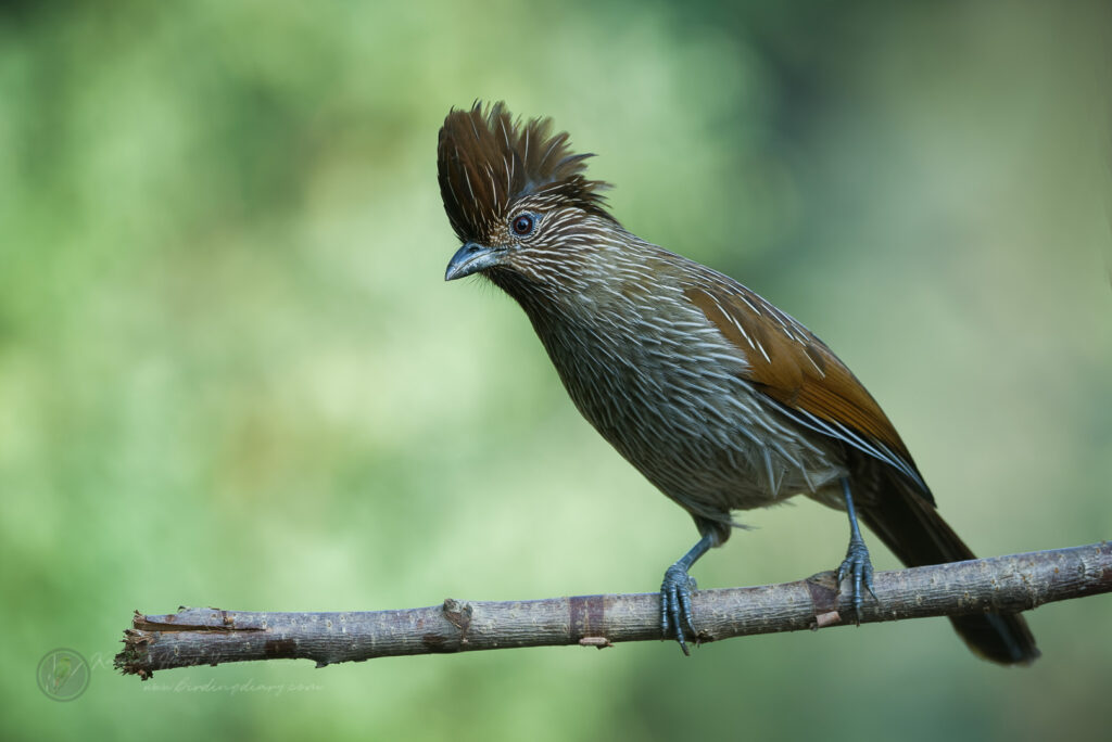 Striated Laughingthrush (Grammatoptila striata)(4)