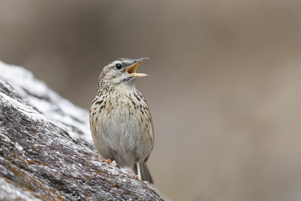 Upland Pipit (Anthus sylvanus) (1)