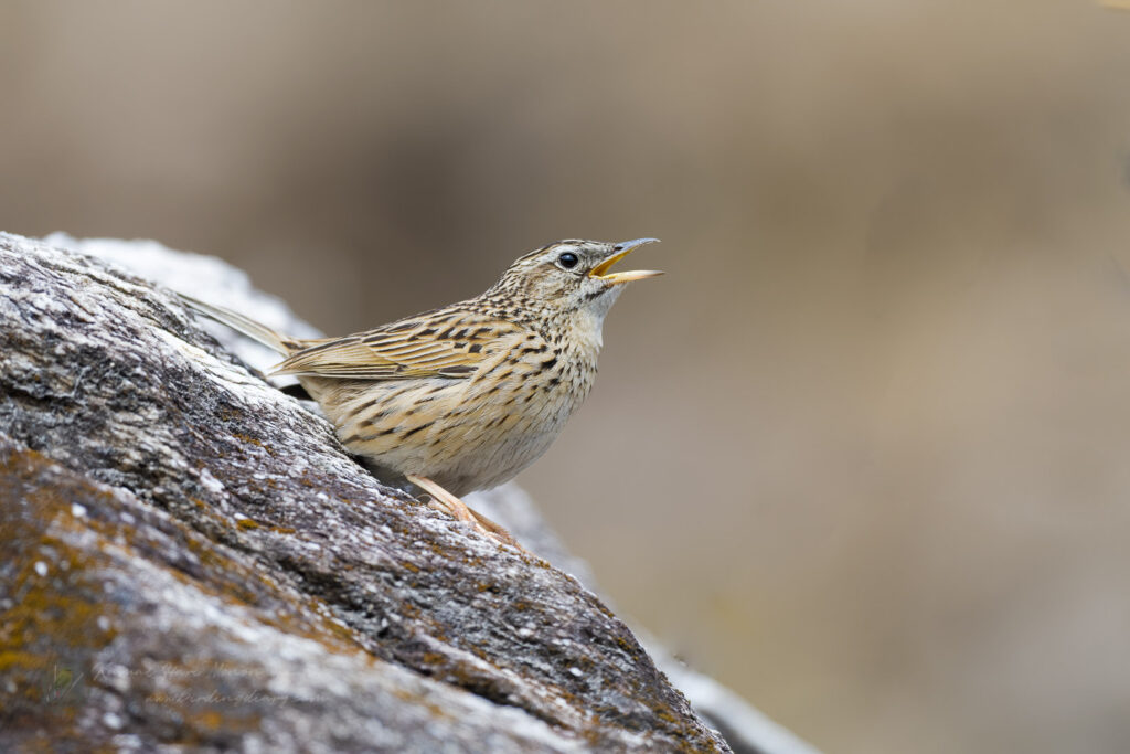 Upland Pipit (Anthus sylvanus)