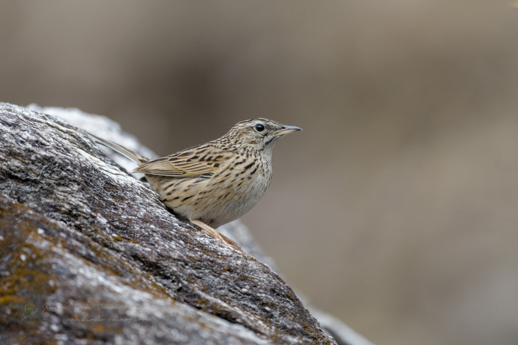 Upland Pipit (Anthus sylvanus) (2)