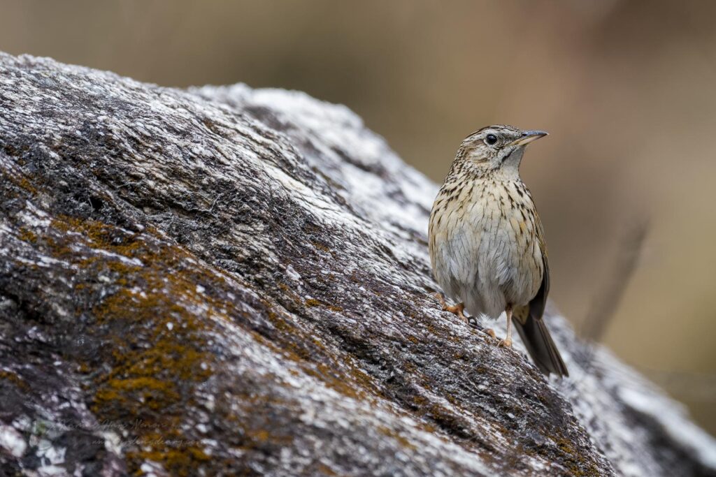 Upland Pipit (Anthus sylvanus) (3)