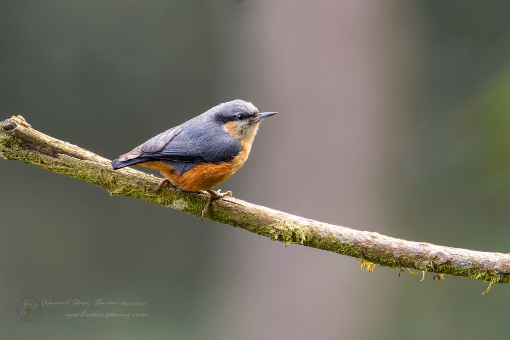 White-tailed Nuthatch (Sitta himalayensis) (1)