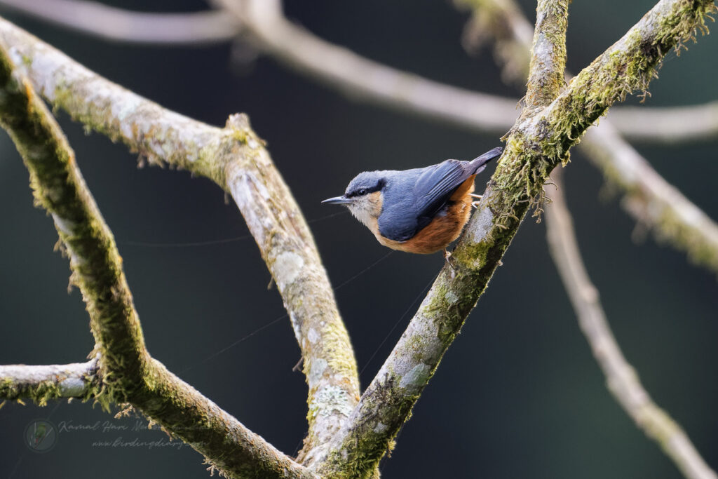 White-tailed Nuthatch (Sitta himalayensis) (2)