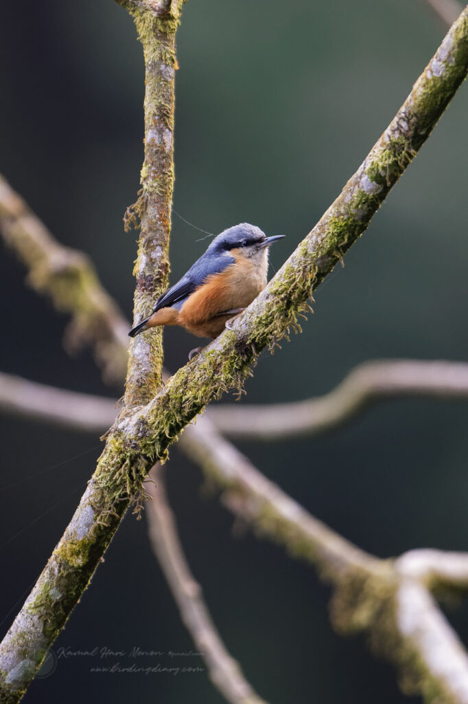 White-tailed Nuthatch (Sitta himalayensis) (3)