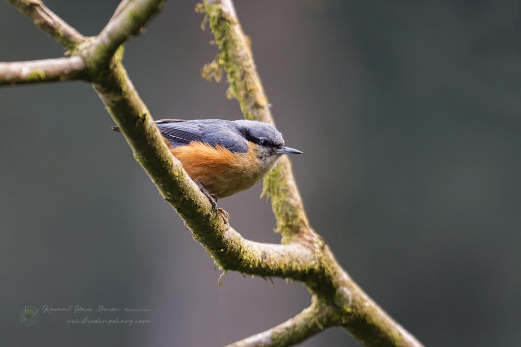 White-tailed Nuthatch (Sitta himalayensis) (5)