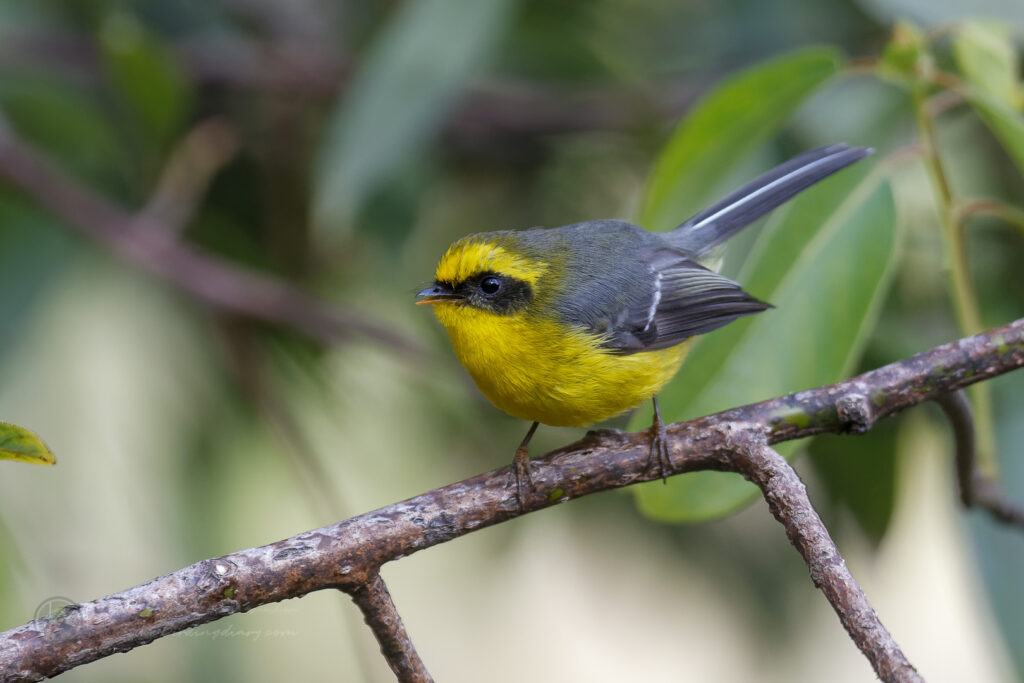 Yellow-bellied Fantail (Chelidorhynx hypoxanthus) (5)