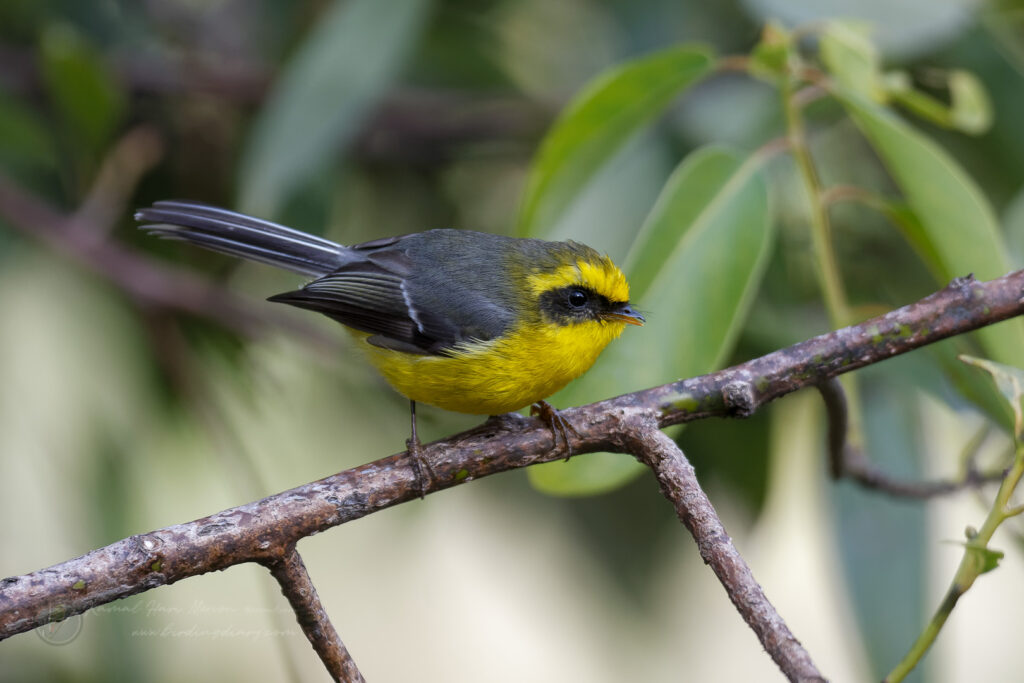 Yellow-bellied Fantail (Chelidorhynx hypoxanthus) (6)