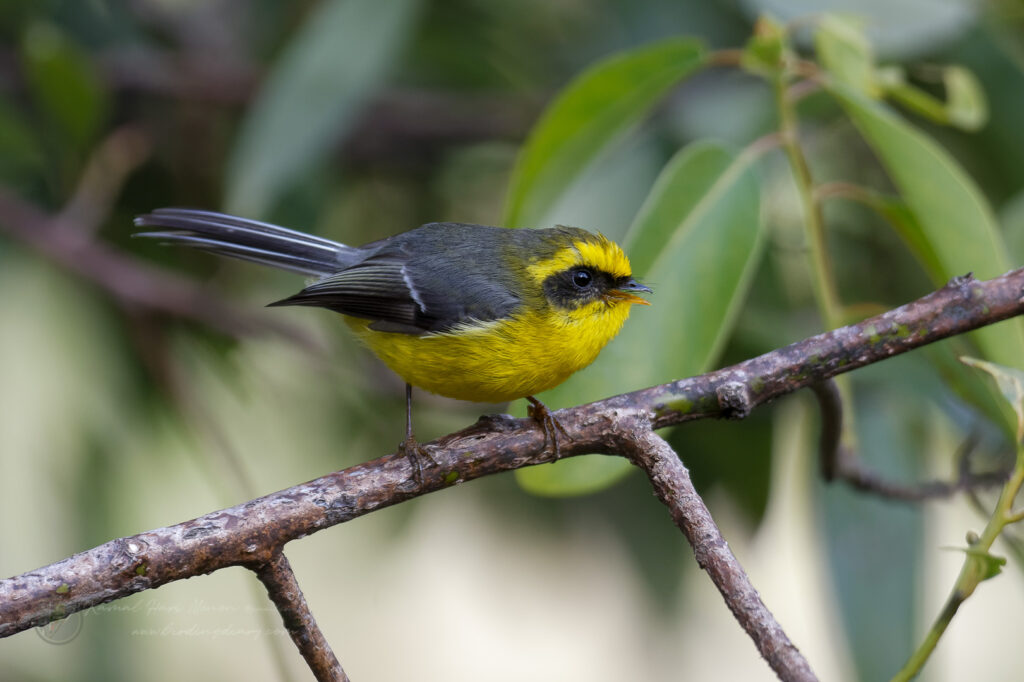 Yellow-bellied Fantail (Chelidorhynx hypoxanthus) (7)