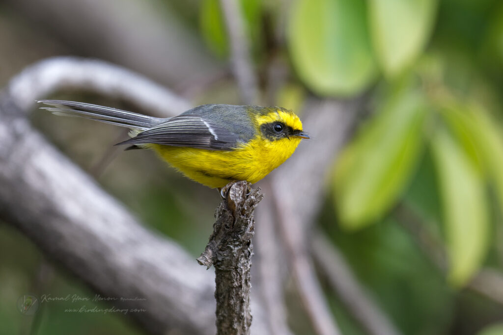 Yellow-bellied Fantail (Chelidorhynx hypoxanthus) (8)