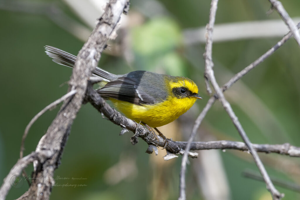 Yellow-bellied Fantail (Chelidorhynx hypoxanthus) (9)