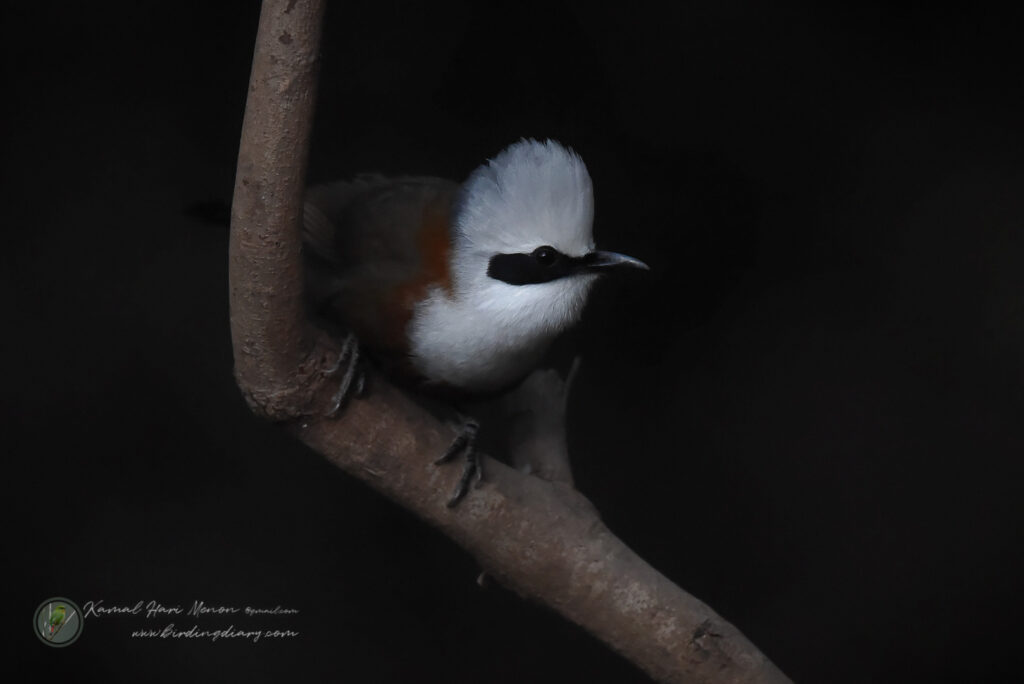 white-crested laughingthrush (Garrulax leucolophus)