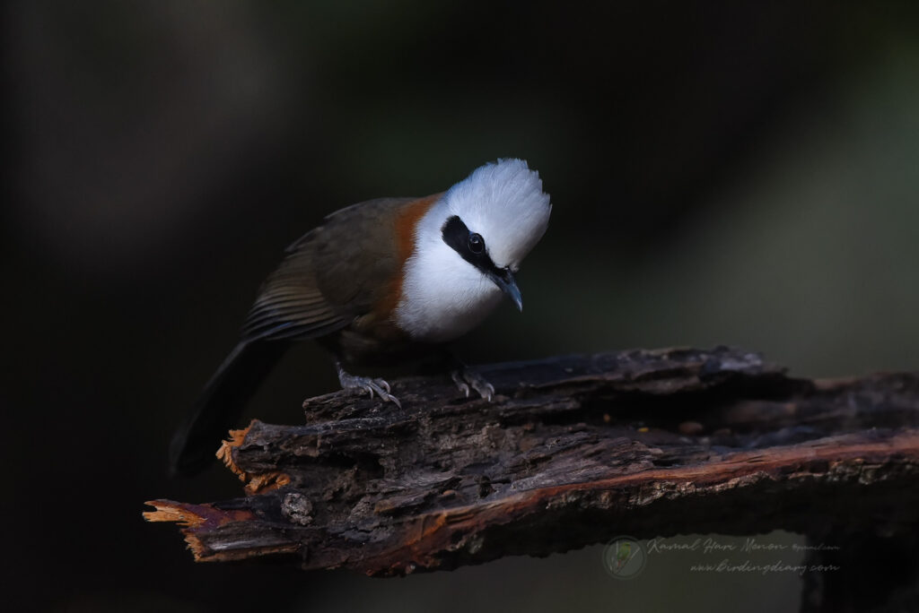 white-crested laughingthrush (Garrulax leucolophus)01