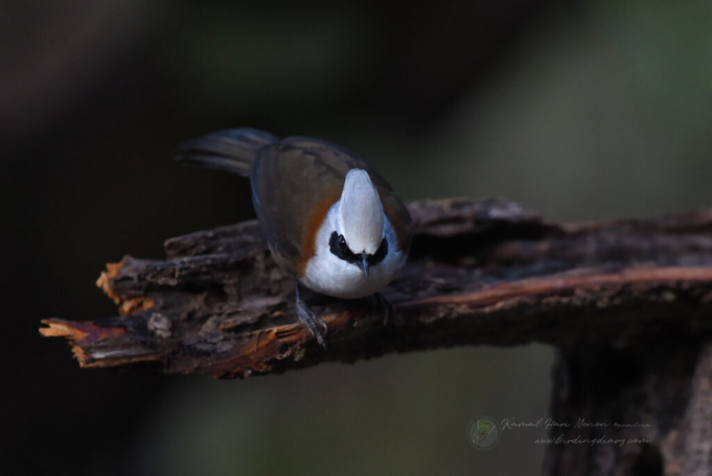 white-crested laughingthrush (Garrulax leucolophus)02