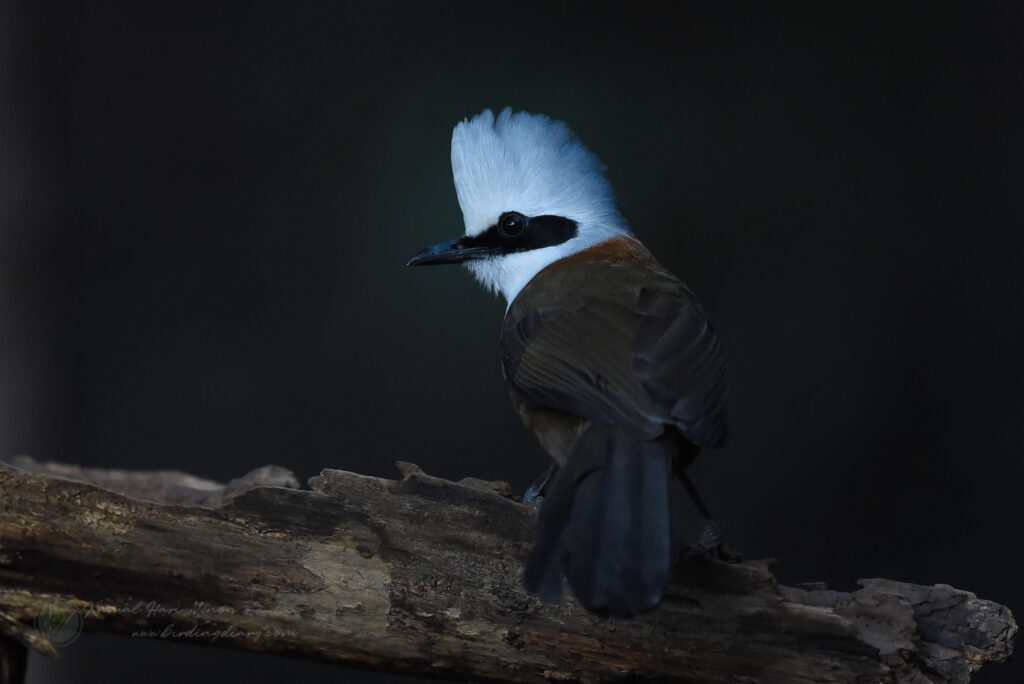 white-crested laughingthrush (Garrulax leucolophus)03