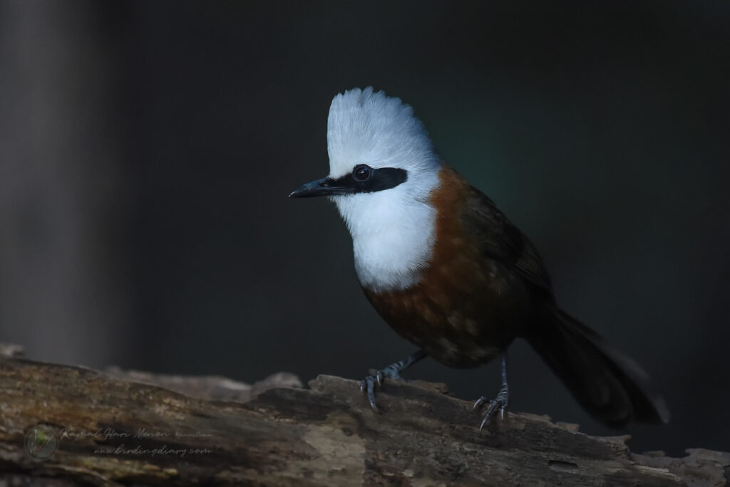 white-crested laughingthrush (Garrulax leucolophus)04