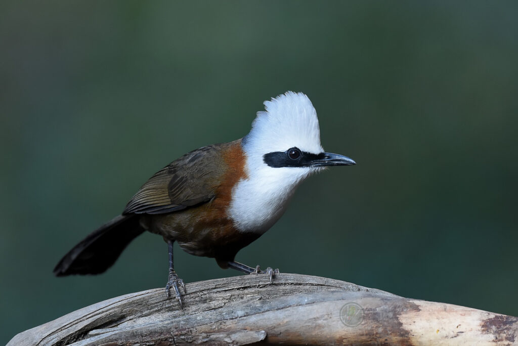 white-crested laughingthrush (Garrulax leucolophus)05