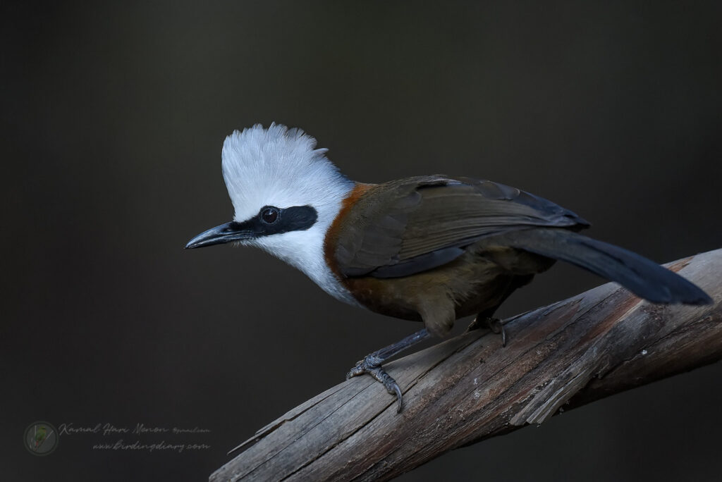 white-crested laughingthrush (Garrulax leucolophus)06