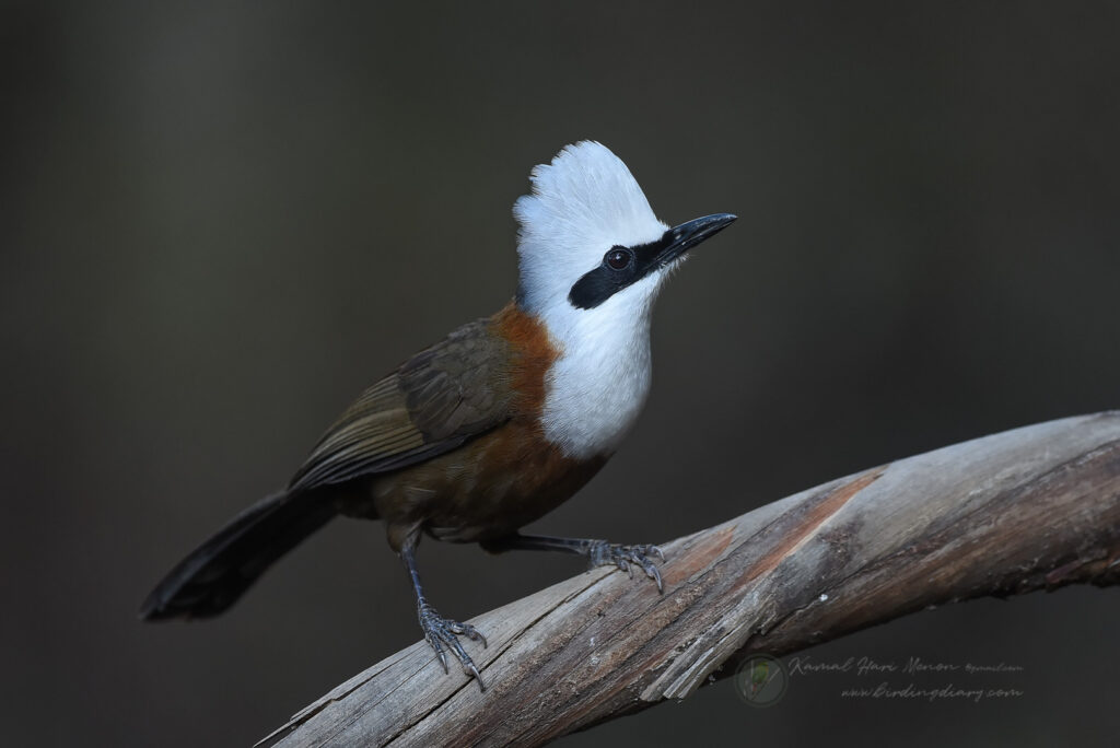 white-crested laughingthrush (Garrulax leucolophus)07